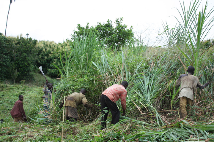 農作業中の村民。「カットラス」と呼ばれる農具で、草刈りをしたり土を耕したり、ヤシの実を切ったりする。